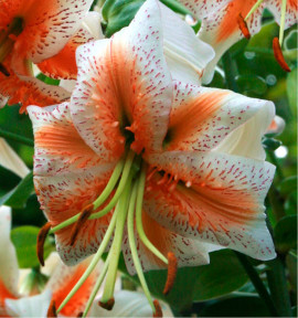 LIS TURBAN ‘LADY ALICE’