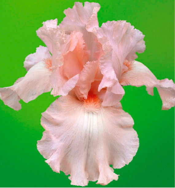 IRIS REMONTANT CHERISHED