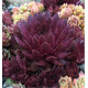 SEMPERVIVUM CHOCOLATE KISS