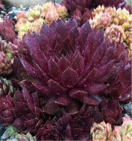 SEMPERVIVUM CHOCOLATE KISS