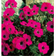 GERANIUM SUBCAULESCENS SPLENDENS