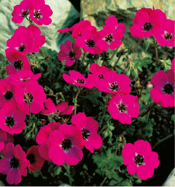GERANIUM SUBCAULESCENS SPLENDENS