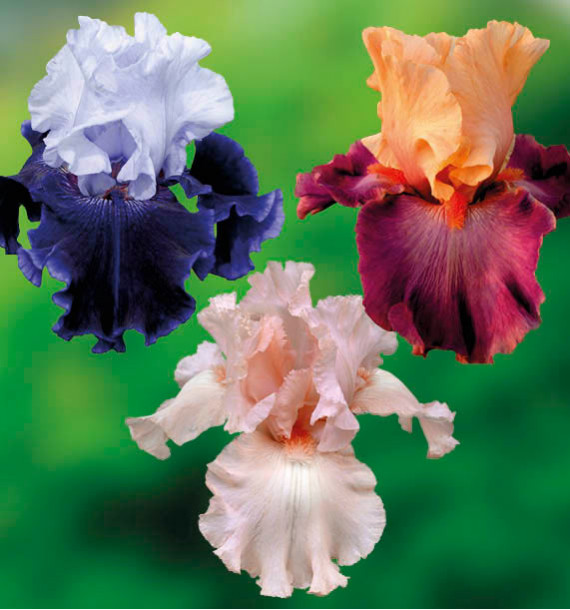 COLIBRIANT 3 IRIS REMONTANT : 1 CHERISHED + 1 RIO + 1 WORLD PREMIER