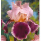 IRIS 'WINE AND ROSES'