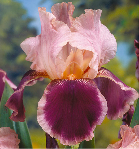IRIS 'WINE AND ROSES'