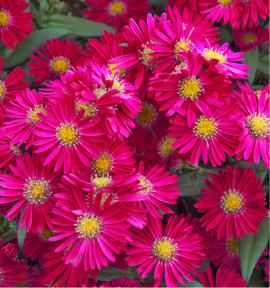 ASTER NAIN D'AUTOMNE JENNY
