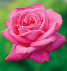 ROSIER BUISSON PRIMA BALLERINA