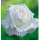 ROSIER BUISSON PIERRE ARDITI® Meicalanq
