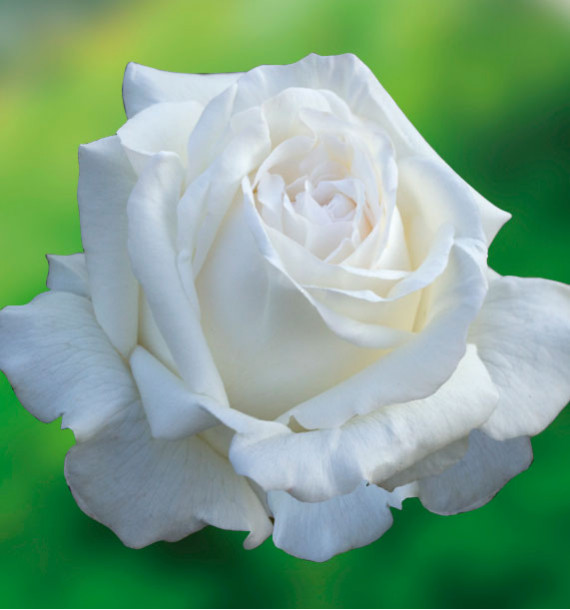 ROSIER BUISSON PIERRE ARDITI® Meicalanq
