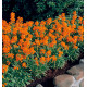GIROFLEE HIERACIFOLIUM CITRONA ORANGE