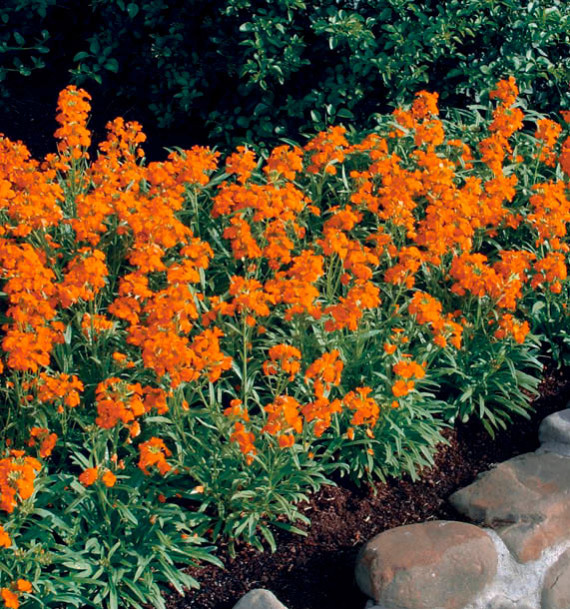 GIROFLEE HIERACIFOLIUM CITRONA ORANGE