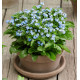 MYOSOTIS LAURA®