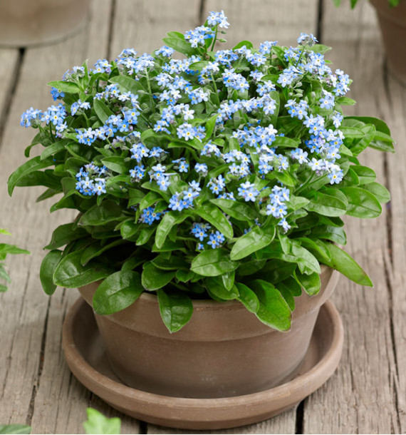 MYOSOTIS LAURA®
