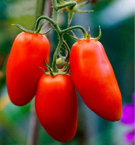 TOMATE GRAN MERITO 2