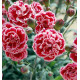 OEILLET ANGLAIS SUGAR PLUM