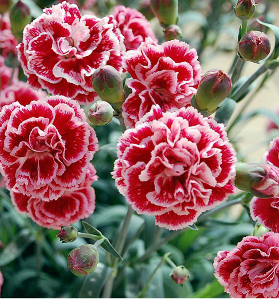 OEILLET ANGLAIS SUGAR PLUM