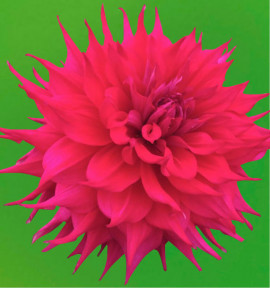 DAHLIA CACTUS JOCONDO