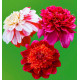 COLIBRIANT 3 DAHLIAS ALVÉOLÉ : 1 JIVE + 1 BON ODORI + 1 RICHARD'S FORTUNE