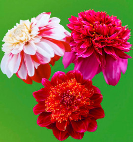 COLIBRIANT 3 DAHLIAS ALVÉOLÉ : 1 JIVE + 1 BON ODORI + 1 RICHARD'S FORTUNE