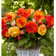 BEGONIA PICOTEE SANGRIA