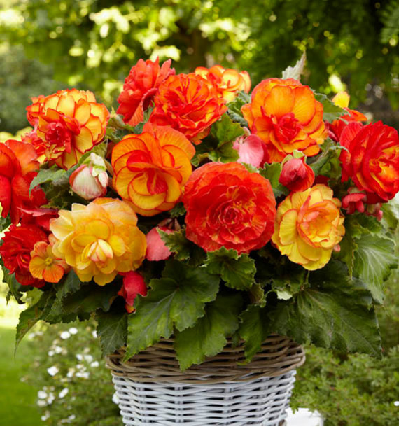 BEGONIA PICOTEE SANGRIA