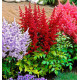 LES ASTILBES