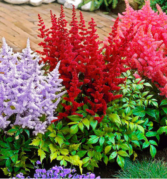 LES ASTILBES