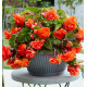 BEGONIA CASCADE ILLUMINATION®