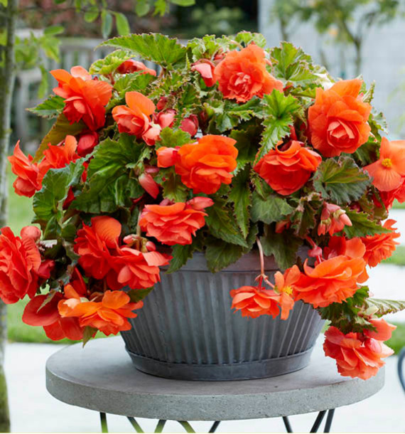 BEGONIA CASCADE ILLUMINATION®
