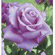 ROSIER BUISSON VIOLET PERFUME