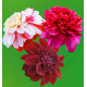 COLIBRIANT 3 DAHLIAS ALVÉOLÉS : 1 MYSTERE + 1 BON ODORI + 1 RICHARD'S FORTUNE