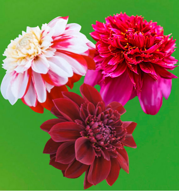COLIBRIANT 3 DAHLIAS ALVÉOLÉS : 1 MYSTERE + 1 BON ODORI + 1 RICHARD'S FORTUNE