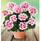 GERANIUM ZONALE TANGO® WHITE SPLASH™