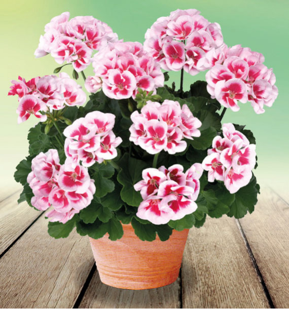 GERANIUM ZONALE TANGO® WHITE SPLASH™