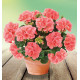 GERANIUM ZONALE TOSCANA® ECO SALMON