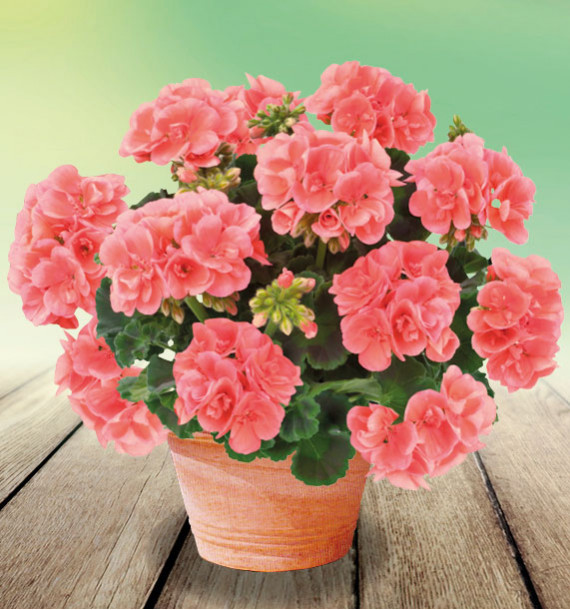GERANIUM ZONALE TOSCANA® ECO SALMON
