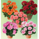 COLIBRIANT 15 GERANIUMS ZONALES