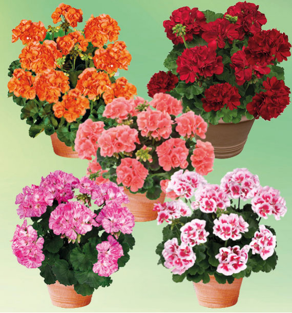 COLIBRIANT 15 GERANIUMS ZONALES