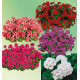 COLIBRIANT 15 GERANIUMS LIERRES DOUBLES