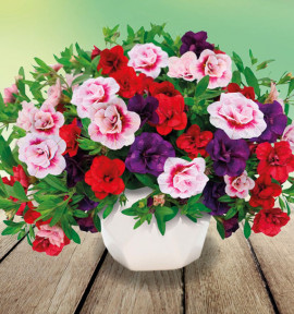 CALIBRACHOAS TRIXI® FANCY PETTICOAT