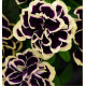 PETUNIA DOUBLE MYSTICAL® MIDNIGHT GOLD