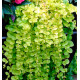 LYSIMACHIA GOLDILOCKS