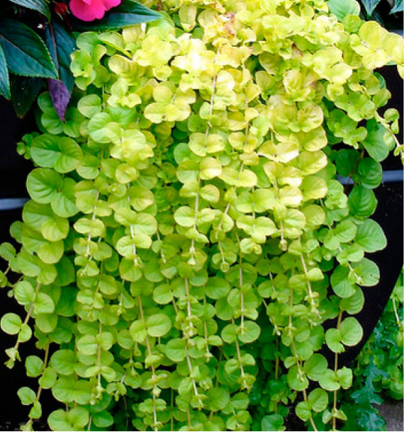 LYSIMACHIA GOLDILOCKS