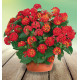 LANTANA HAVANA® RED