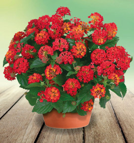 LANTANA HAVANA® RED