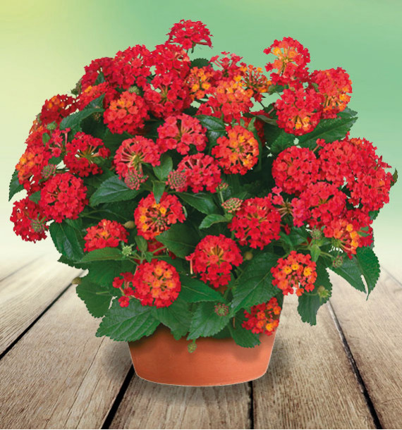 LANTANA HAVANA® RED