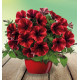 PETUNIA SWEETUNIA® FIONA FLASH