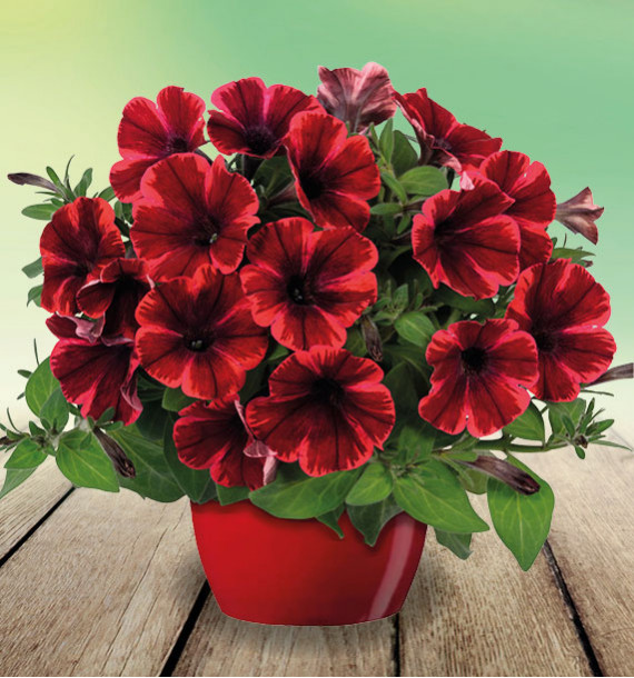 PETUNIA SWEETUNIA® FIONA FLASH