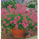 NEMESIA NUVO® CARMINE