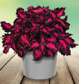 COLEUS STAINED GLASSWORKS ROYALTY